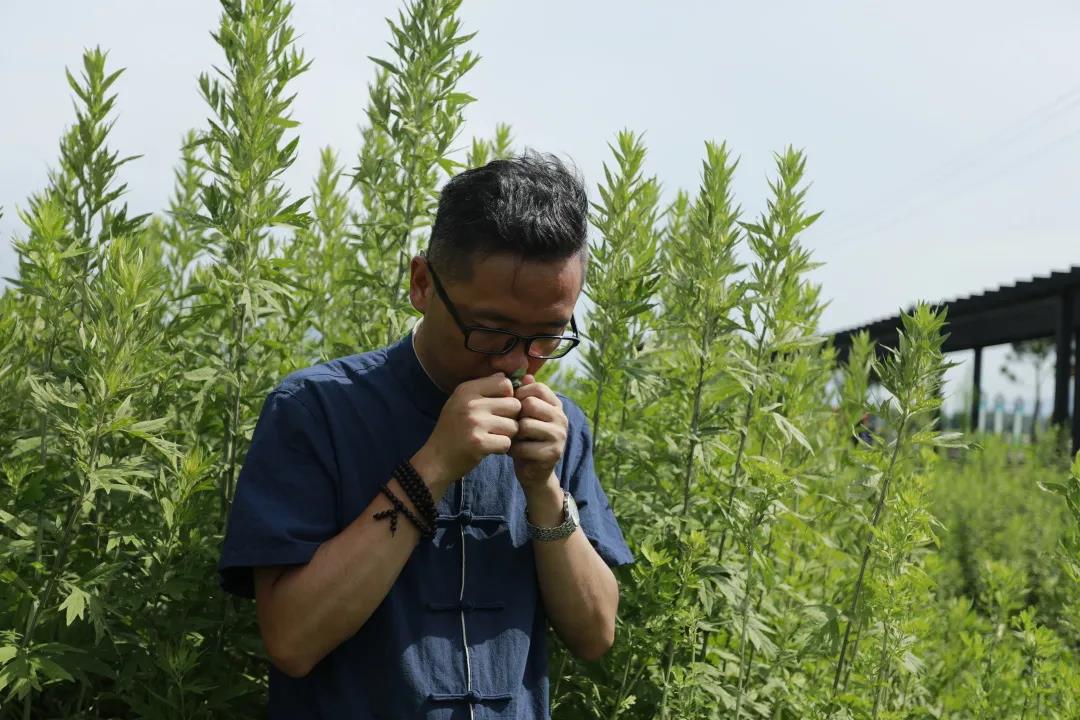 艾草怎么辨別真假，假蘄艾盛行，妙招教你輕松避雷！